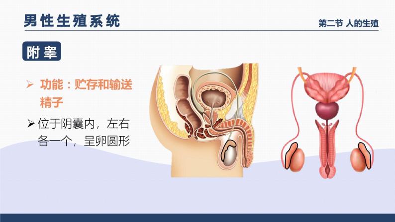 4.1.2《人的生殖》课件+素材08