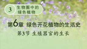 初中生物北师大版七年级上册第三单元  生物圈中的绿色植物第6章  绿色开花植物的生活史第3节  生殖器官的生长图片ppt课件