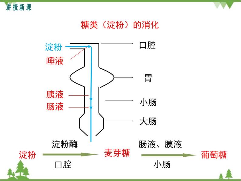 人教版生物七年级下册 第2章 第2节 消化和吸收1 第2课时 食物的消化过程和营养物质的吸收课件06