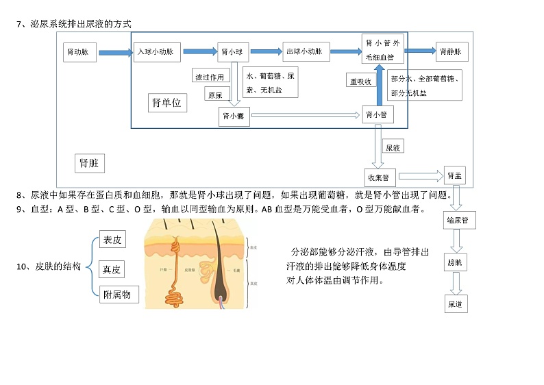 七年级生物下册知识点总结(北师大版)第3页