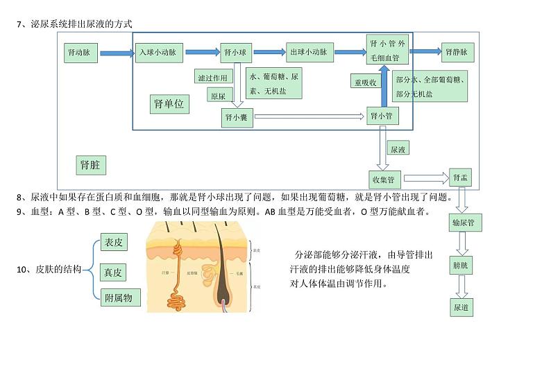 七年级生物下册知识点总结(北师大版)第3页