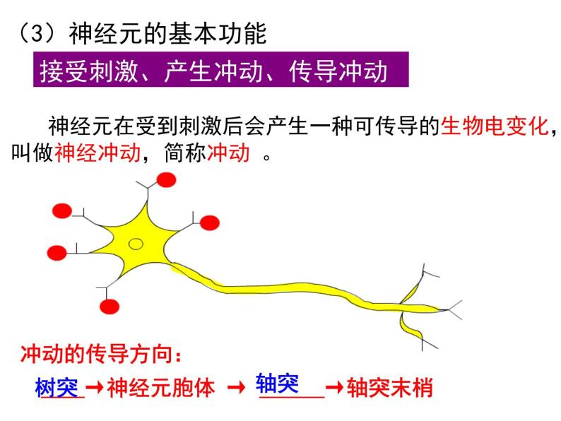 第12章 人体的自我调节-【期末通关】2022-2023学年七年级下学期生物考点精讲与要点归纳（北师大版）课件PPT07