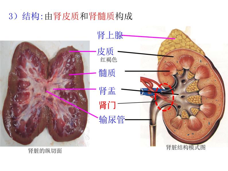 第11章 人体代谢废物的排出-【期末通关】2022-2023学年七年级下学期生物考点精讲与要点归纳（北师大版）课件PPT07