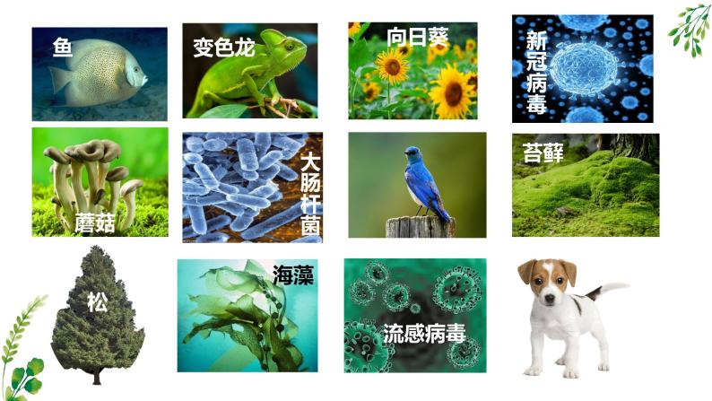 1.1生物的基本特征课件PPT07