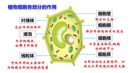 2.2细胞的分裂与分化课件PPT