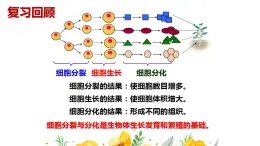 2.3多细胞生物体的结构层次课件PPT