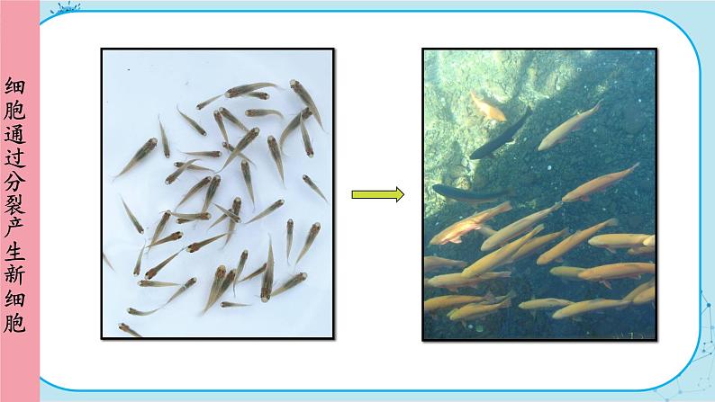人教版生物七上 第2单元2.1 细胞通过分裂产生新细胞(课件PPT+视频素材)05