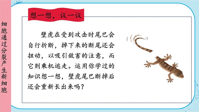 人教版生物七上 第2单元2.1 细胞通过分裂产生新细胞(课件PPT+视频素材)08