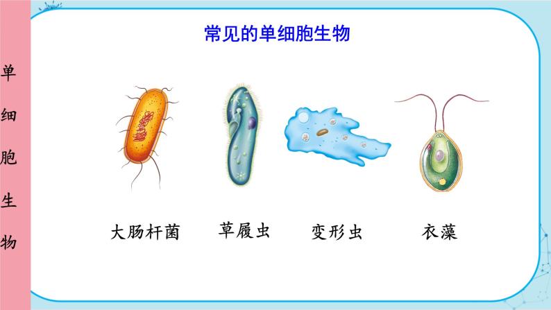 人教版生物七上 第2单元2.4 单细胞生物（课件PPT+视频素材）08