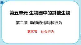 人教版生物八上 第5单元2.3  社会行为（课件PPT）