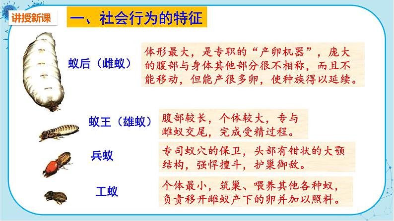 人教版生物八上 第5单元2.3 社会行为(课件PPT)第3页