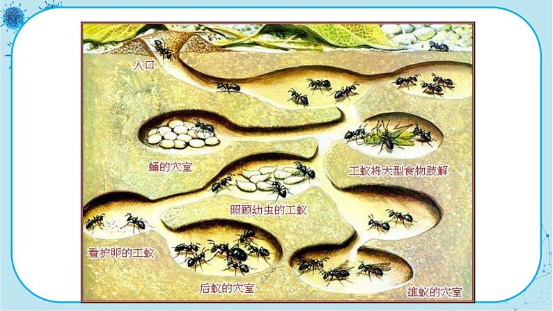 人教版生物八上 第5单元2.3 社会行为(课件PPT)第4页