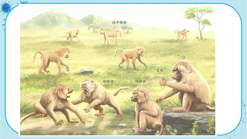 人教版生物八上 第5单元2.3 社会行为(课件PPT)第6页