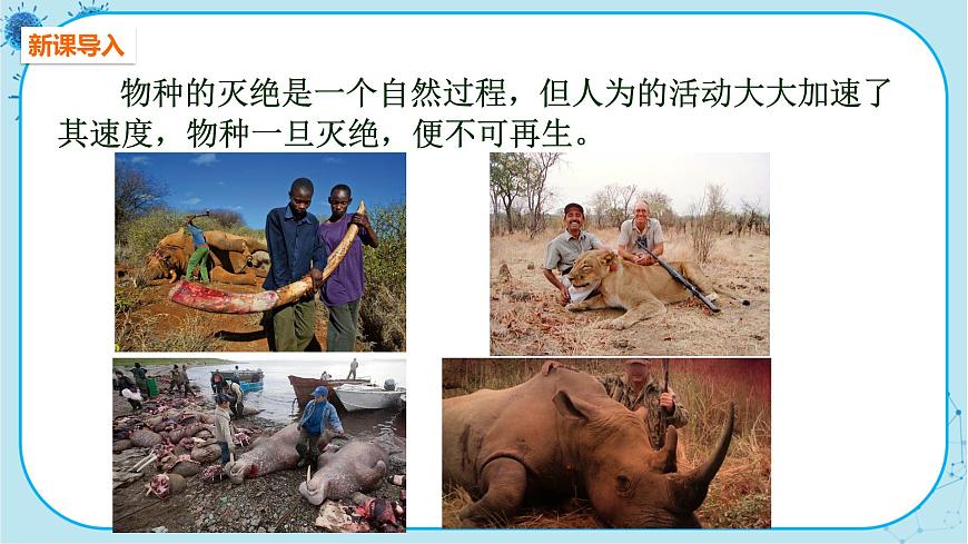 人教版生物八上 第6單元3 保護(hù)生物的多樣性(課件PPT)第3頁