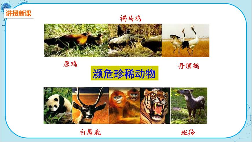 人教版生物八上 第6單元3 保護(hù)生物的多樣性(課件PPT)第4頁