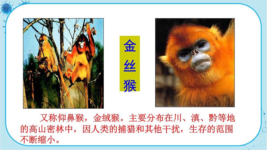人教版生物八上 第6單元3 保護(hù)生物的多樣性(課件PPT)第6頁