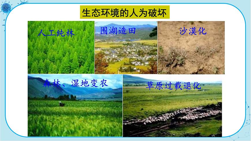 人教版生物八上 第6單元3 保護(hù)生物的多樣性(課件PPT)第7頁