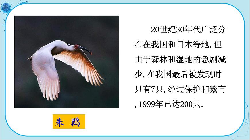 人教版生物八上 第6單元3 保護(hù)生物的多樣性(課件PPT)第8頁