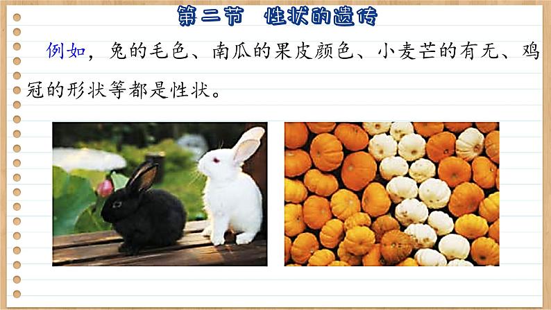 济南版生物八上 4.2 性状的遗传(课件PPT)08