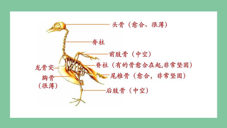 济南版生物七上 2.2.2 脊椎动物的主要类群 第二课时（课件PPT)05