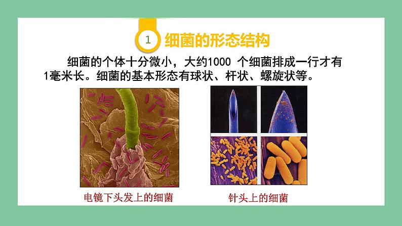 济南版生物七上 2.3.2 细菌 (课件PPT)04