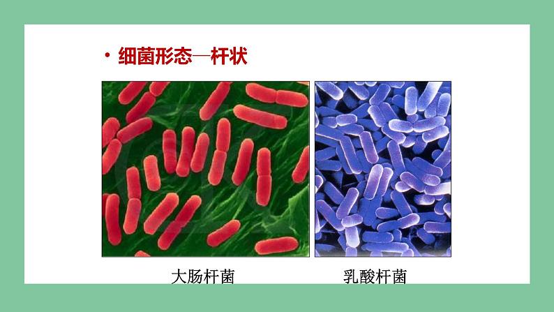 济南版生物七上 2.3.2 细菌 (课件PPT)05