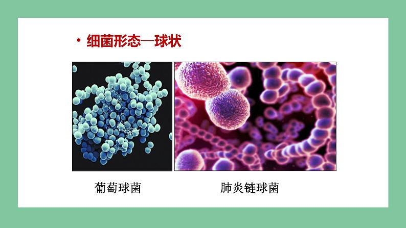 济南版生物七上 2.3.2 细菌 (课件PPT)06