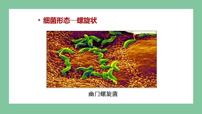 济南版生物七上 2.3.2 细菌 (课件PPT)07