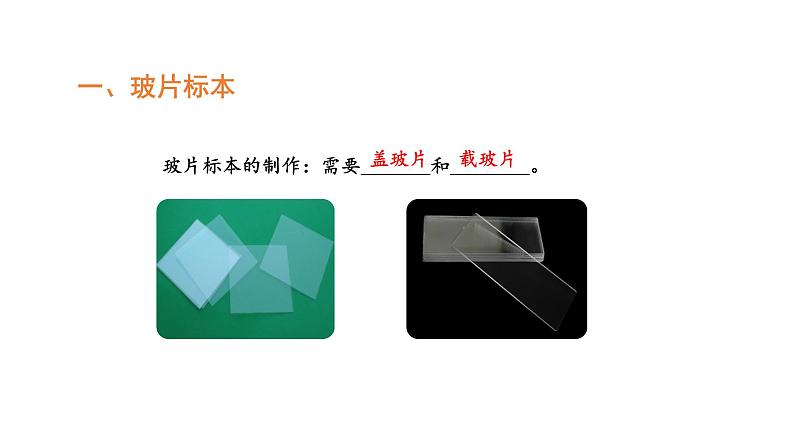 2.1.2植物细胞优化 课件-2023-2024学年人教版生物七年级上册第5页