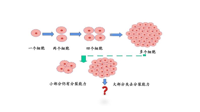 2.2.2动物体的结构层次优化 课件-2023-2024学年人教版生物七年级上册05