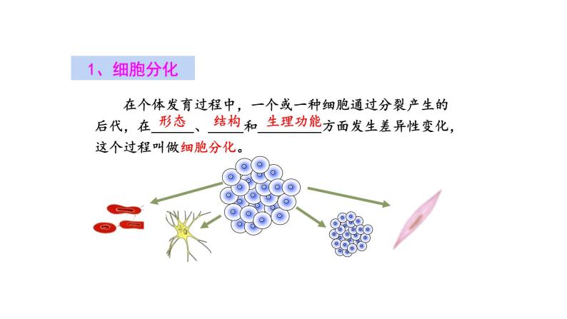 2.2.2动物体的结构层次优化 课件-2023-2024学年人教版生物七年级上册08