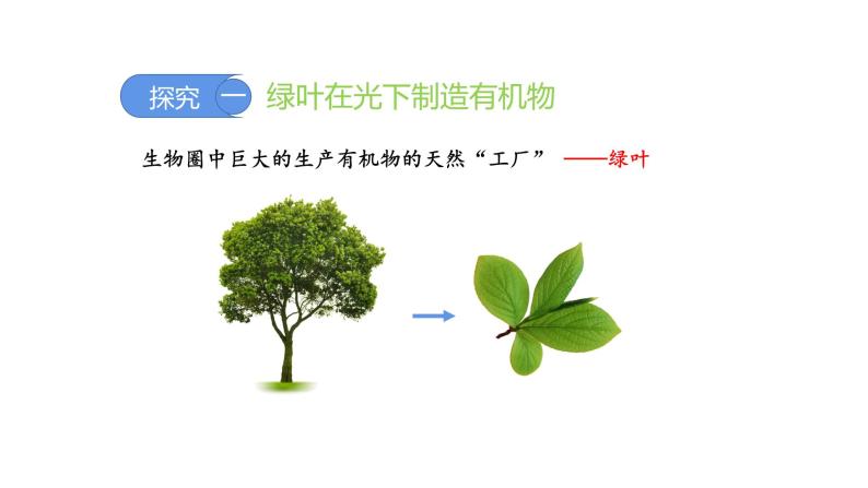 3.4绿色植物是生物圈中有机物的制造者优化 课件-2023-2024学年人教版生物七年级上册03