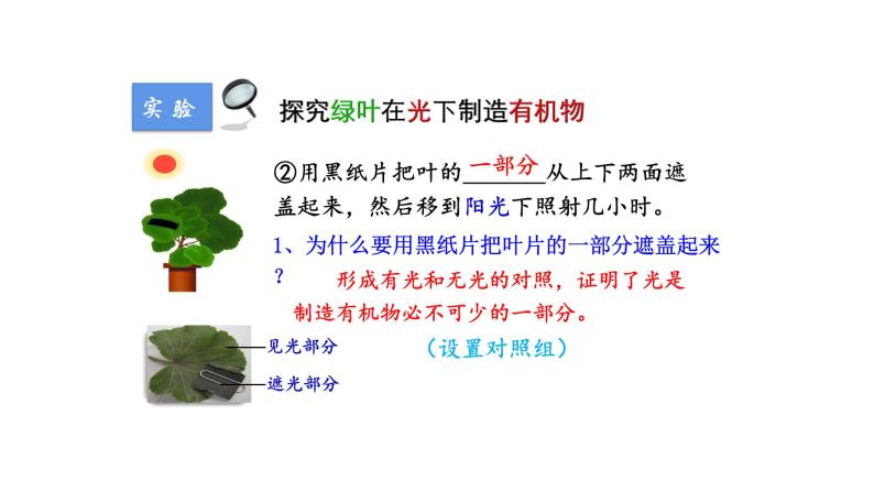 3.4绿色植物是生物圈中有机物的制造者优化 课件-2023-2024学年人教版生物七年级上册05