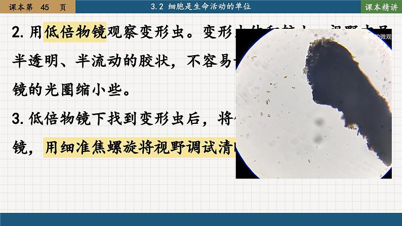北师大版生物七上3.2 细胞是生命活动的单位(课件PPT)06