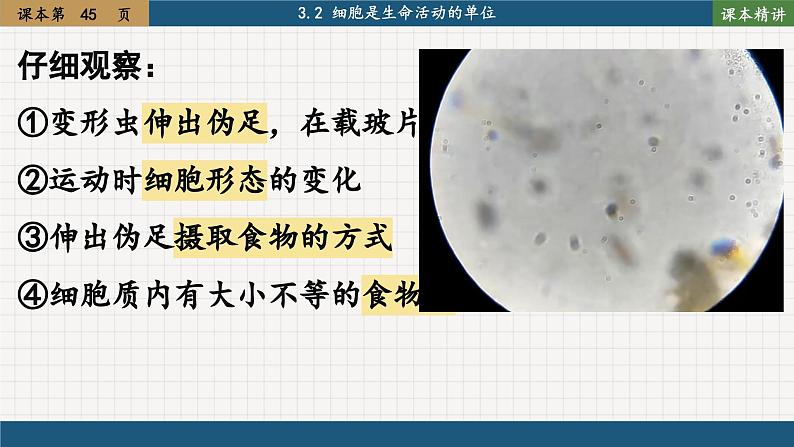 北师大版生物七上3.2 细胞是生命活动的单位(课件PPT)07