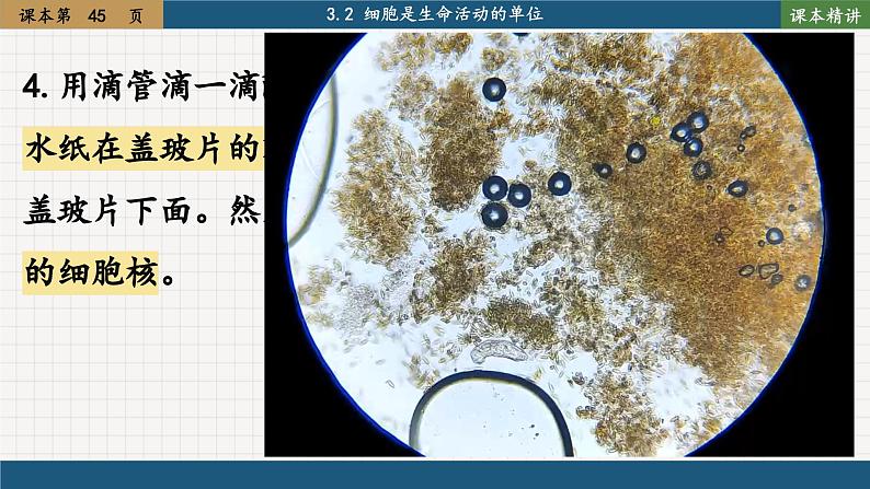 北师大版生物七上3.2 细胞是生命活动的单位(课件PPT)08