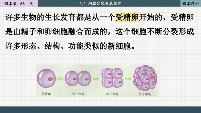 北师大版生物七上4.1 细胞分化形成组织（课件PPT）04