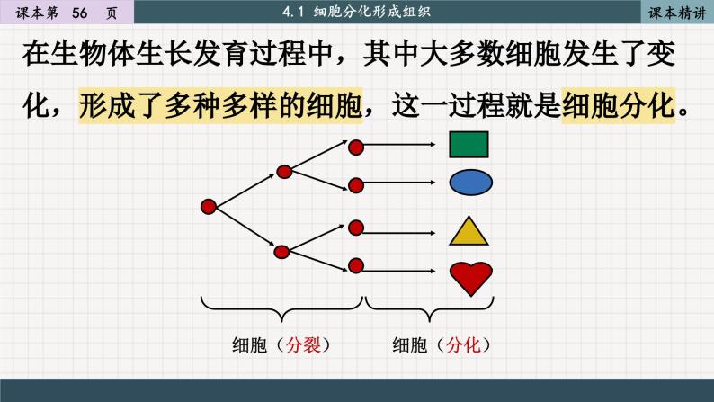 北师大版生物七上4.1 细胞分化形成组织（课件PPT）05