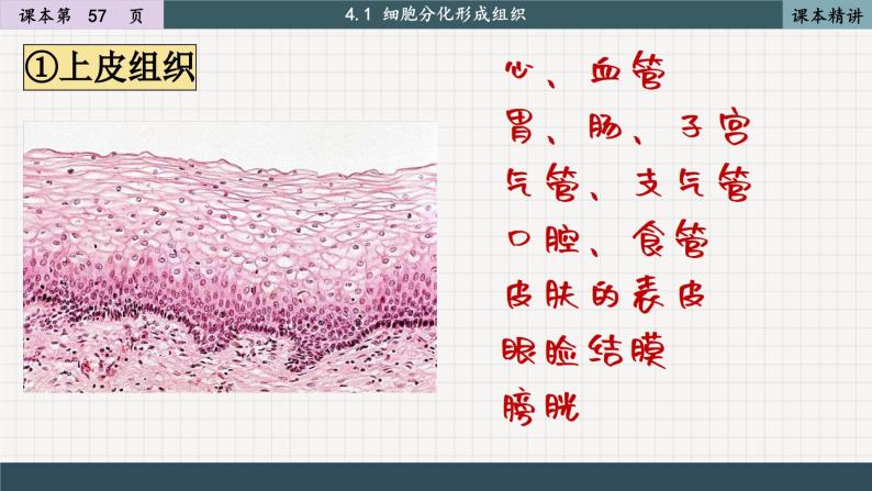 北师大版生物七上4.1 细胞分化形成组织（课件PPT）08