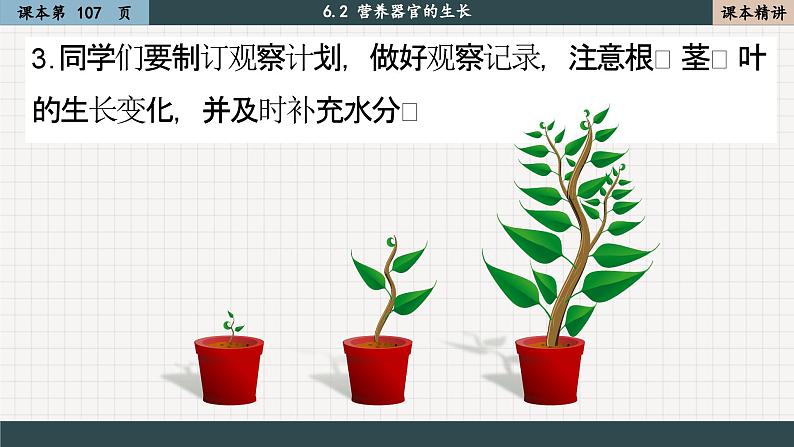 北师大版生物七上6.2 营养器官的生长(课件PPT)04