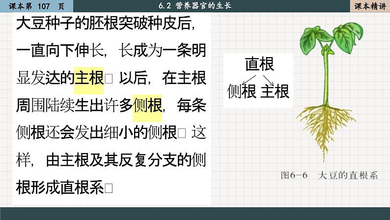 北师大版生物七上6.2 营养器官的生长(课件PPT)06