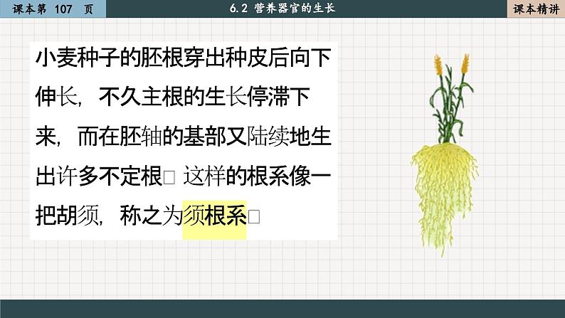 北师大版生物七上6.2 营养器官的生长(课件PPT)07