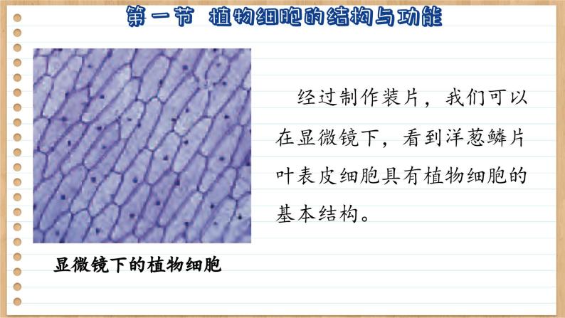 苏教版生物七上3.1  植物细胞的结构与功能（课件PPT）07