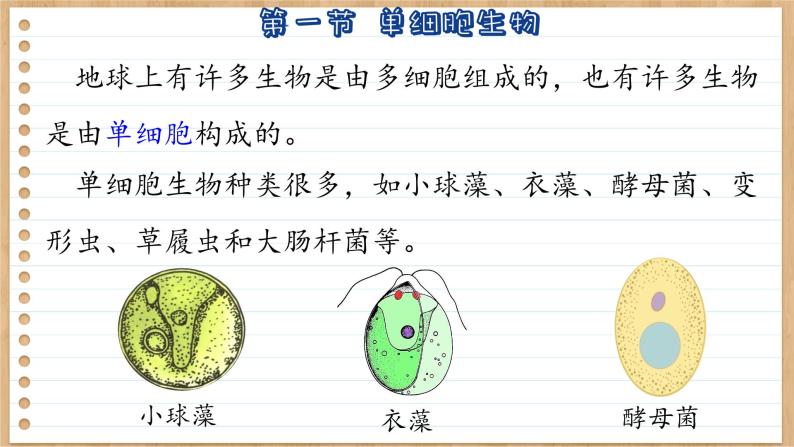 苏教版生物七上4.1  单细胞生物（课件PPT）07