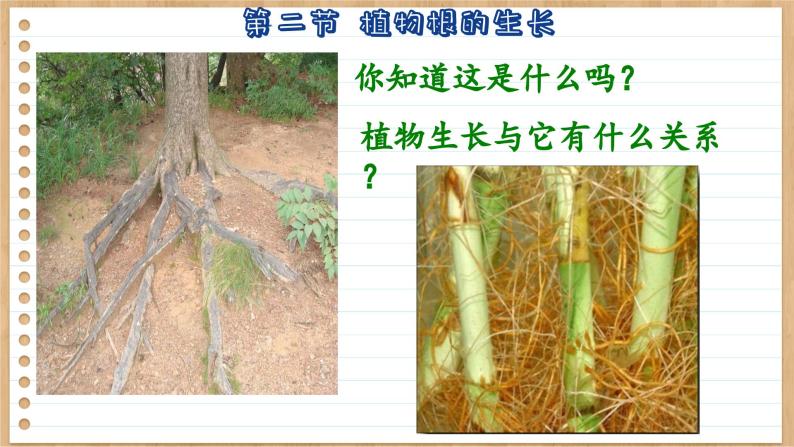 苏教版生物七上5.2  植物根的生长（课件PPT）05