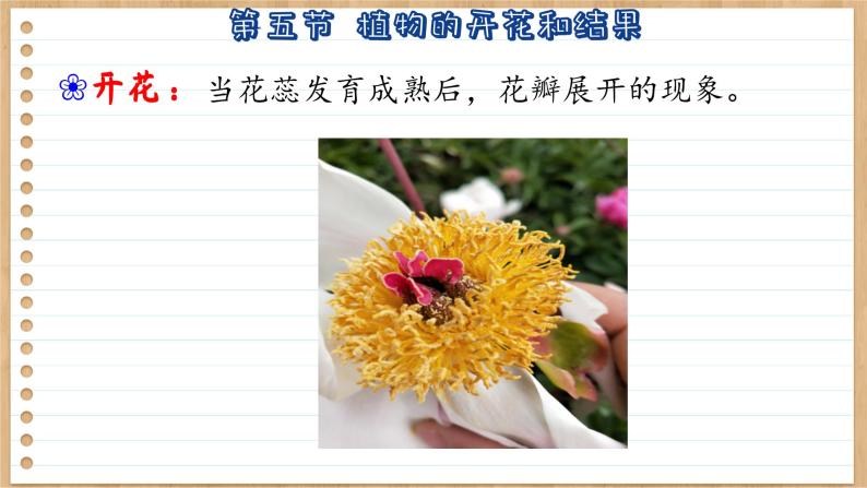 苏教版生物七上5.5  植物的开花和结果（课件PPT）08