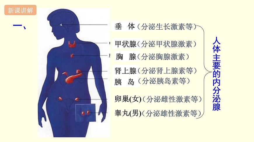 蘇科版生物八上16.3  人體的激素調(diào)節(jié)（課件PPT）第3頁