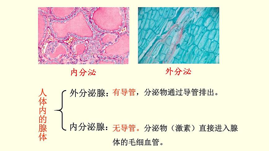 蘇科版生物八上16.3  人體的激素調(diào)節(jié)（課件PPT）第5頁