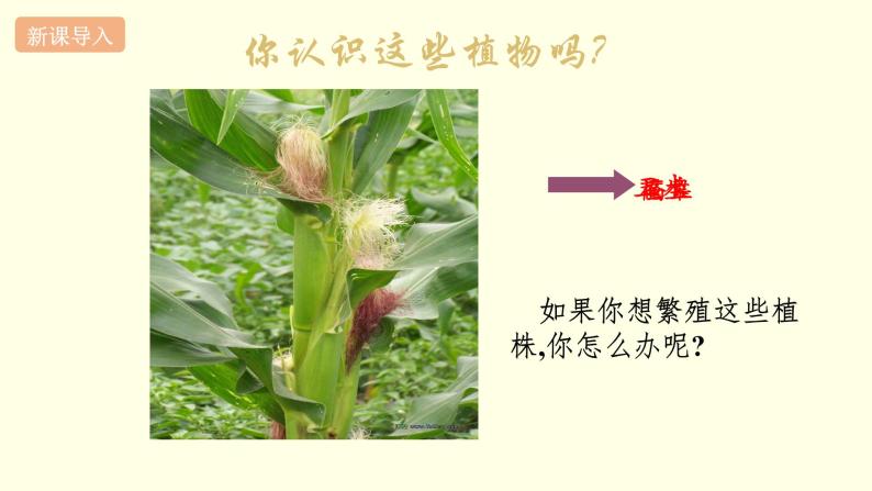 苏科版生物八上19.2  植物的生长发育（课件PPT）02