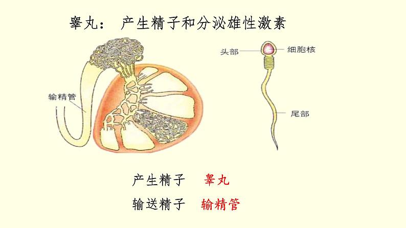 苏科版生物八上21.1 人的生殖(课件PPT)05